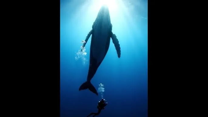 搞机time恶心10分钟不要钱 - 深蓝星球：探索海洋深处的未知世界